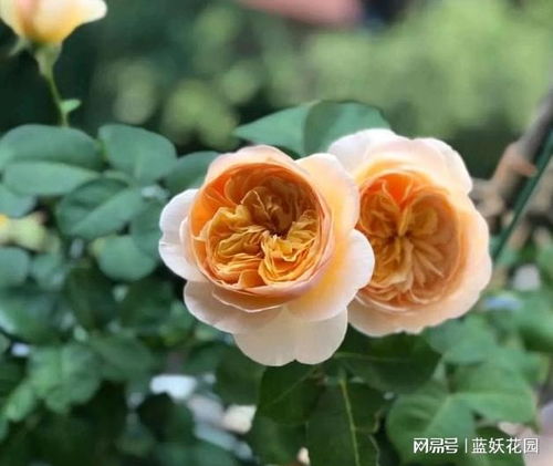 洗不洗根，这是个问题