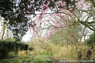 乡村花园月季， 花开的季节