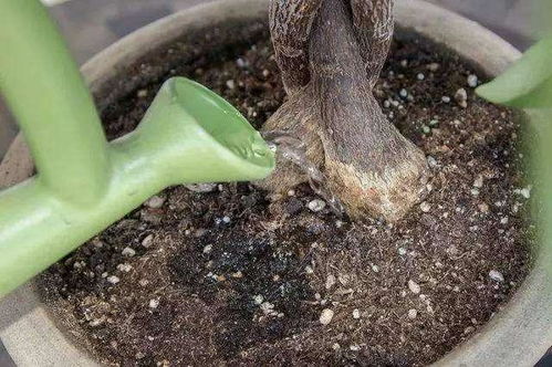 碧雷鼓烂根了怎么办？烂根后多久浇一次水合适