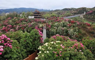 杜鹃花春季开？原来这个季节的杜鹃花最美