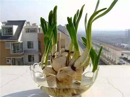 水仙茎叶茂盛，球根何在