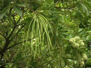 揭秘糖胶树：与石楠花的异同，农业种植新选择！