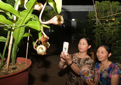 昙花绽放，为何只在深夜