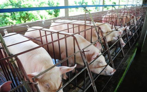 猪场生殖激素应用技巧分享