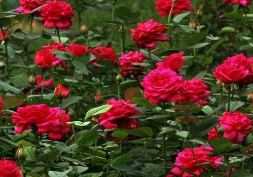 自由和忠诚月季的花期探秘