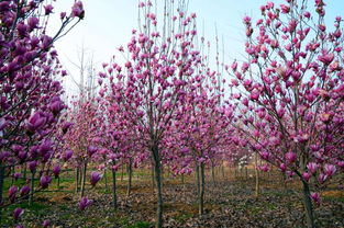 寻宝之旅：南阳市南召县玉兰树苗的温馨港湾