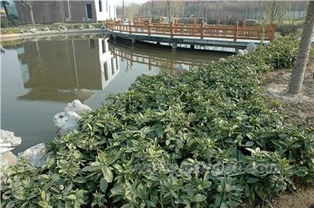 这8种社区绿化植物品种如何提升居住环境品质？