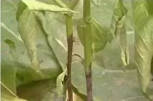 辣（甜）椒种植中，禁用硫线磷，还有哪些农药是禁用或限用的？