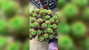 有机质和无机改良剂，共同构建健康根际微环境