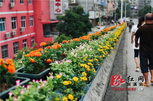 行人心仪， 目光所至