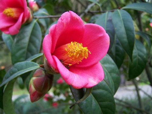 广宁红花茶油价格一览：野生白花茶油一斤多少？