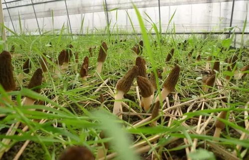 地域差异表，黄金密度知多少？