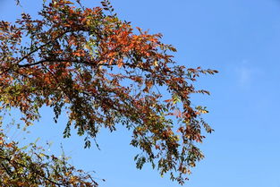 小叶梧桐树的力量与精神