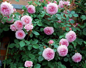 水溶肥：方便快捷，效果立竿见影