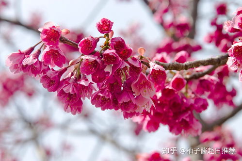 品种特点，各有千秋