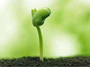 破壳技巧，发芽的助力