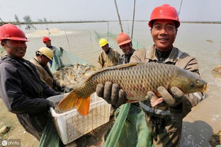 水产养殖中，有哪些饲料成分对促进鱼类生长效果显著？