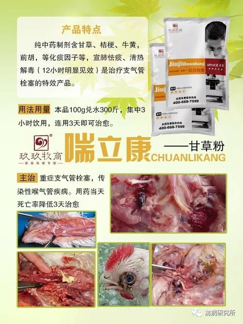 鸡咳嗽打呼噜，喂止咳平喘药