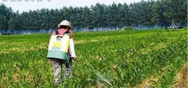 下雨前打乙草胺，效果会受影响吗？