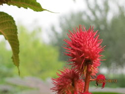 网上偏方靠谱吗？红蓖麻根面膜真的嫩美肤吗？