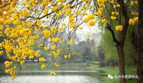 “黄花照波，花开不等人，错过再等年！”
