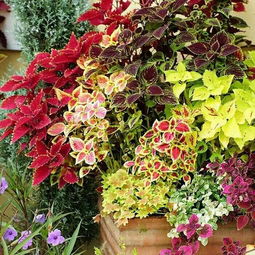 彩叶草：降低空调嫩耗的阳台绿植