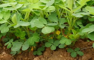 什么时候Ke以喷药？