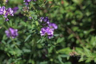 紫花苜蓿的种植与效益