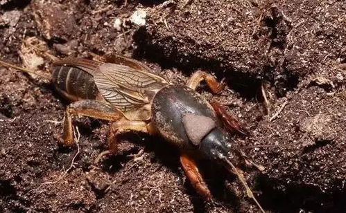 如何防治地下害虫？