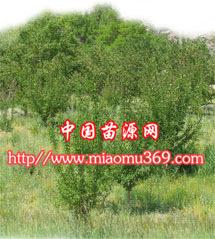 传统绿化品种：观赏价值较高