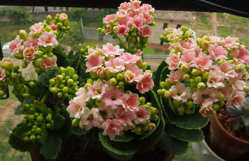 3.长寿花， 健康长寿的象征