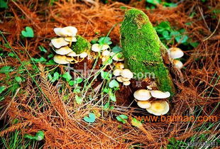 蘑菇属于初级农产品吗？