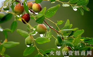 酸枣花卉：揭秘其独特的营养价值与神奇功效