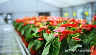 红掌生长需要什么肥料？