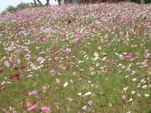 梦幻百花洲花卉主题公园