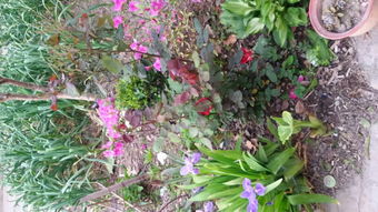 种花大忌：贪便宜买小苗