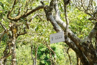 网上买种子风险大