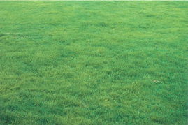 习性良好， 适应性强