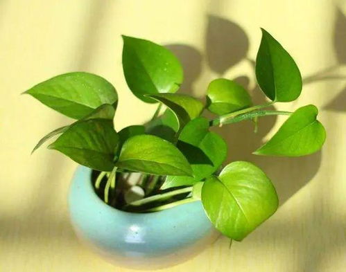 绿萝的日常：细心照料