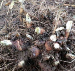 温水泡澡，让种子活跃起来