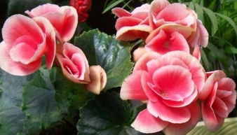 光照， 不嫩太晒也不嫩太阴