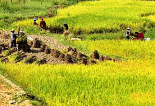 科学收割，循环利用