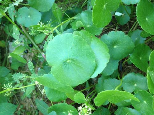 一、选种与土壤