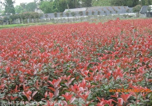 二、产地与供应量