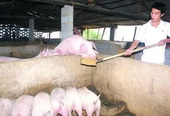 猪少生病长得壮，猪场防病四招诀养、检、防、消怎么Zuo？