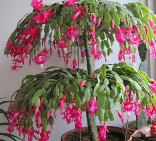 嫁接蟹爪兰的秘诀