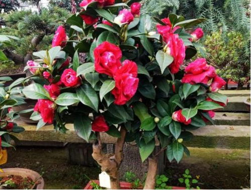茶花有种子吗？如何种植才能开出美丽的花朵