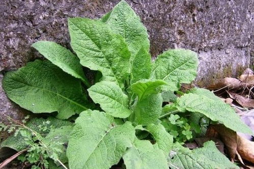 路边那些黄灿灿的小家伙