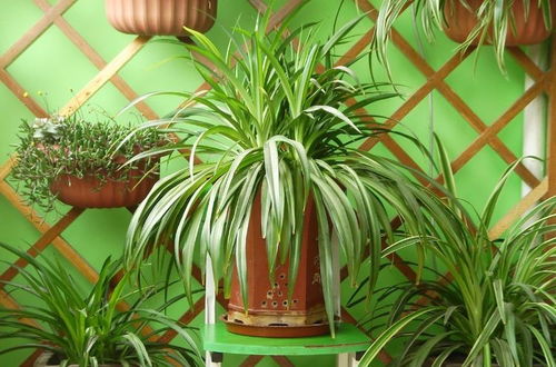 吊兰养护入门：如何让它向上生长梗茂盛