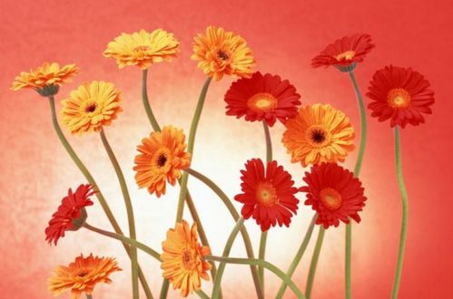 从依赖到自主， 认知升级